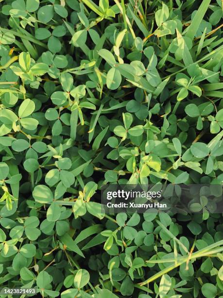close up of  green clover - acederilla fotografías e imágenes de stock