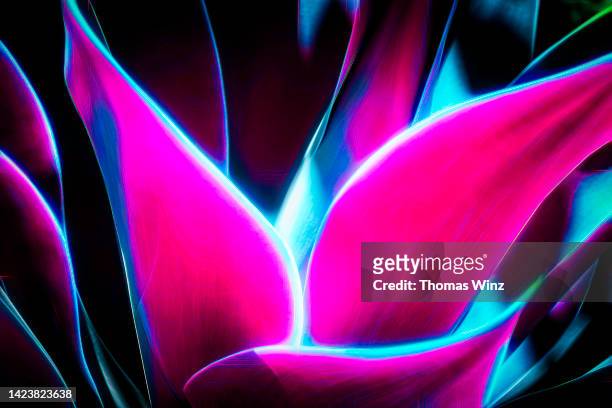 close up of a glowing agave plant - blue agave stock-fotos und bilder