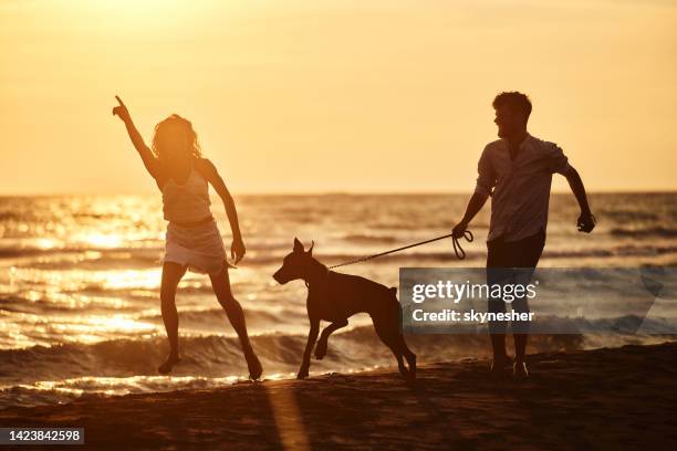 happy couple running with their dog on the beach at sunset. - white doberman pinscher stock pictures, royalty-free photos & images