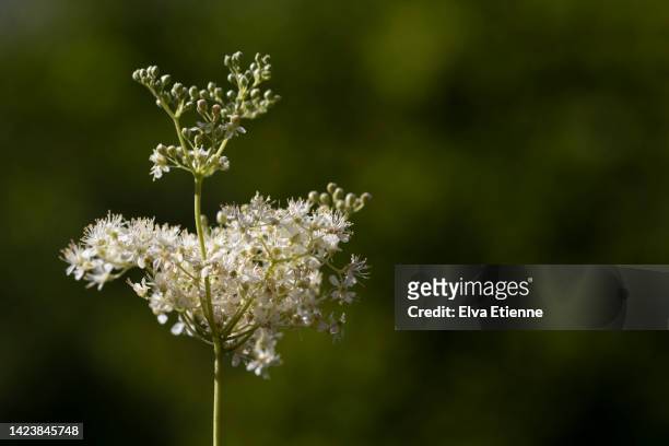 close up of poison-hemlock wildflowers in bud and in bloom on a sunny summer's day. - poison hemlock stock pictures, royalty-free photos & images