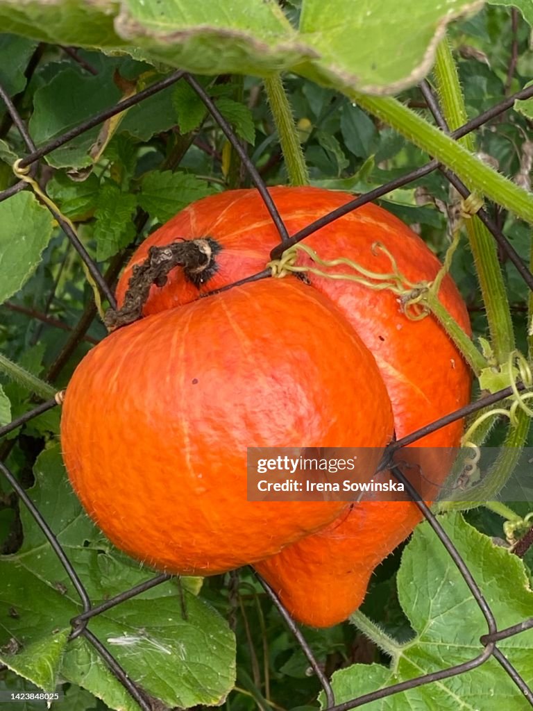 Deformed pumpkin