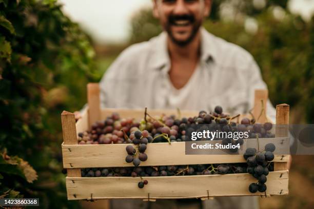 fresh red grape - wine crate stock pictures, royalty-free photos & images