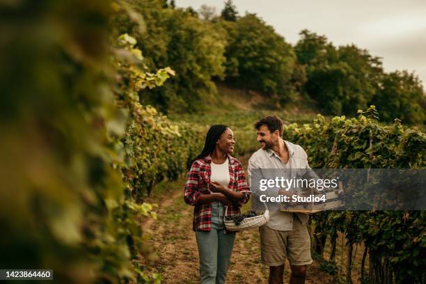 we are living our dream - wine basket stock pictures, royalty-free photos & images