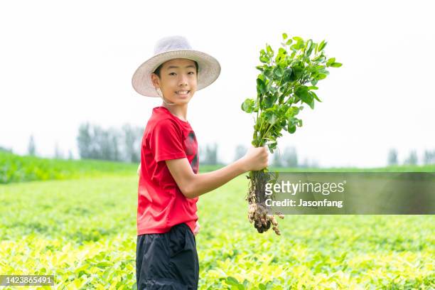 a chinese boy - peanuts field imagens e fotografias de stock