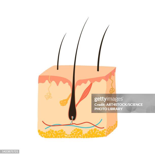 illustrations, cliparts, dessins animés et icônes de skin pigmentation, illustration - couche moyenne de la peau