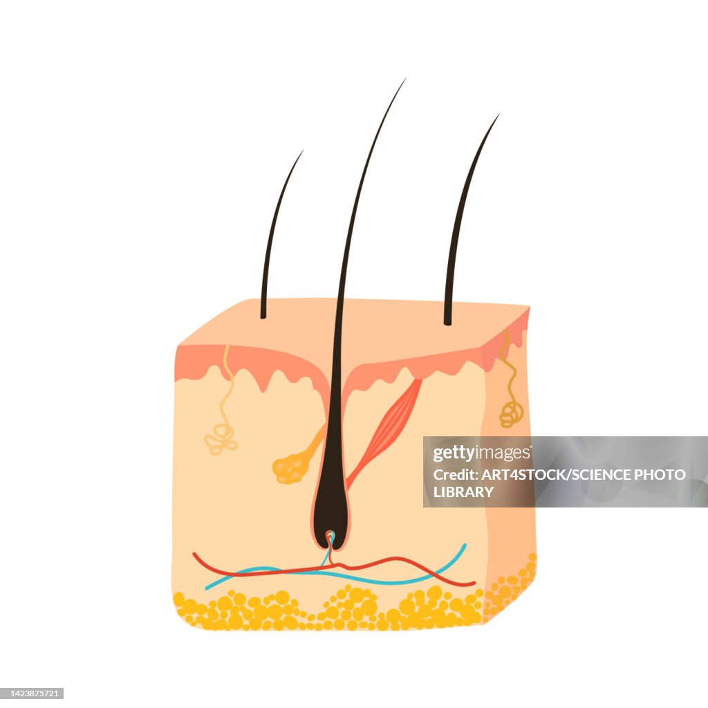 Skin pigmentation, illustration