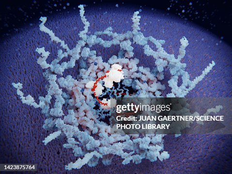 Nuclear pore complex, molecular model Nuclear pore complex, molecular model