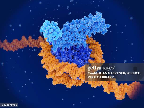 ilustrações, clipart, desenhos animados e ícones de histone methylation, molecular model - histona