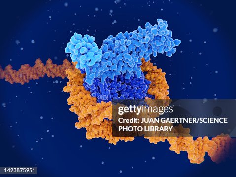 Histone methylation, molecular model Histone methylation, molecular model