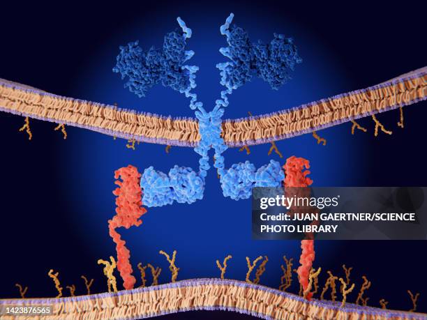chimeric antigen receptor (car) therapy, illustration - t-cell receptor stock illustrations