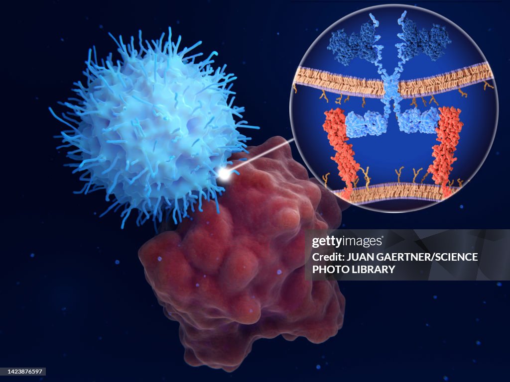 Chimeric antigen receptor (CAR) therapy, illustration