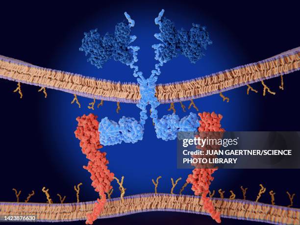 chimeric antigen receptor (car) therapy, illustration - natural killer cell therapy stock pictures, royalty-free photos & images