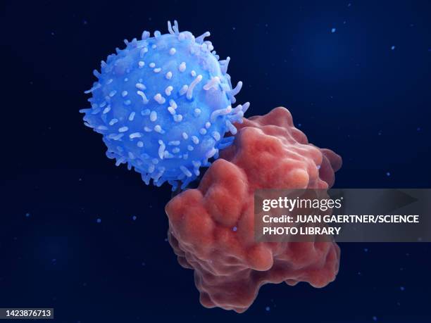 engineered t-cell attacking a leukaemia cell, illustration - leukozyten stock-fotos und bilder