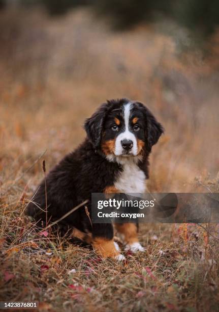little puppy bernese mountain dog  sitting on a meadow autumn orange dry grass. berner sennenhund sheepdog - bernese mountain dog stock pictures, royalty-free photos & images