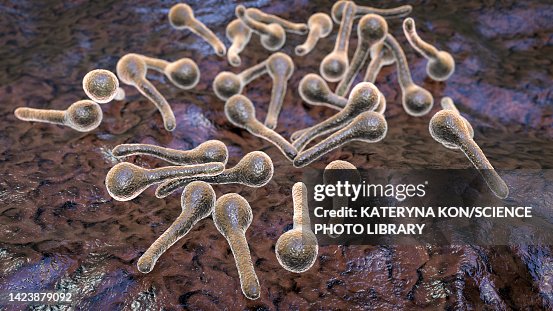 Tetanus Graphics Tetanus Bacteria Illustration High-Res Vector Graphic - Getty Images