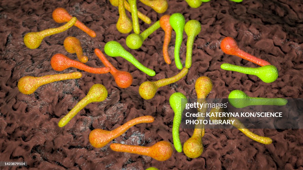Tetanus Graphics Tetanus Bacteria Illustration High-Res Vector Graphic - Getty Images
