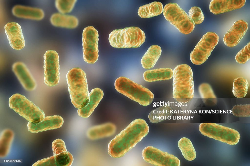 Enterobacter bacteria, illustration