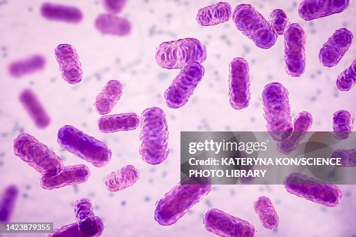 Is Enterobacter A Urease Producing Bacteria Enterobacter Bacteria Illustration High-Res Vector Graphic - Getty Images