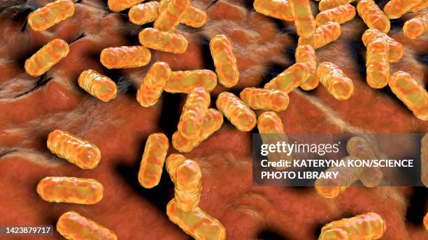 Is Enterobacter A Urease Producing Bacteria Urinary Tract Infection Bacteria Photos and Premium High Res Pictures ...