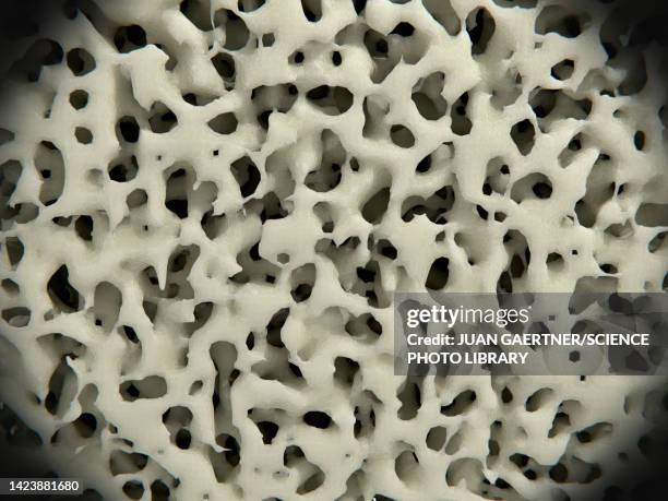 healthy bone tissue, illustration - osteocyte stock illustrations