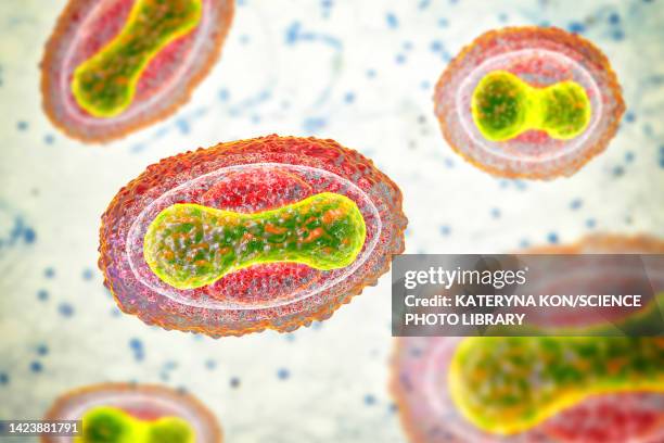 smallpox virus, illustration - pocken stock-grafiken, -clipart, -cartoons und -symbole