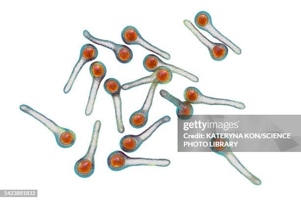 tetanus bacteria, illustration - clostridium tetani stock illustrations