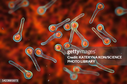 Tetanus Graphics Tetanus Bacteria Illustration High-Res Vector Graphic - Getty Images
