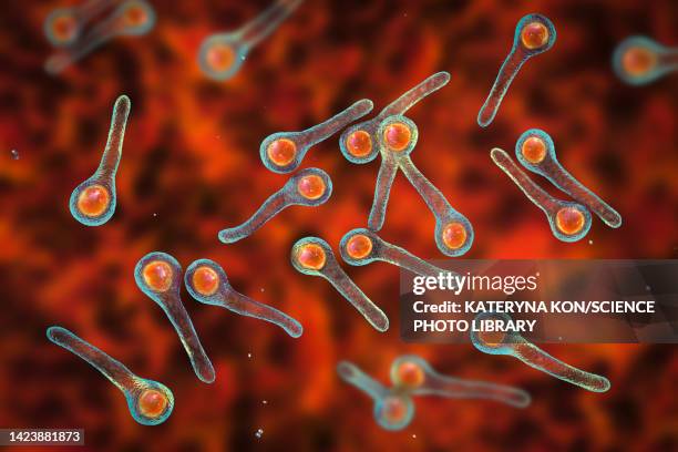 tetanus bacteria, illustration - clostridium tetani stock illustrations