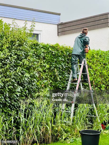 gardener on a ladder trims a large, tall hedge - september garden stock pictures, royalty-free photos & images