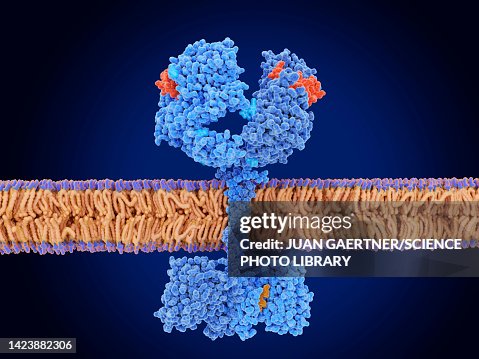 Epidermal growth factor and receptor complex, illustration Epidermal growth factor and receptor complex, illustration