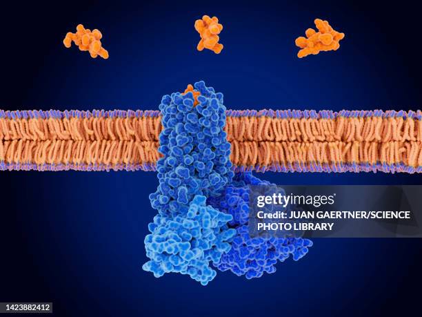 ilustraciones, imágenes clip art, dibujos animados e iconos de stock de somatostatins binding to somatostatin receptor, illustration - membrana celular
