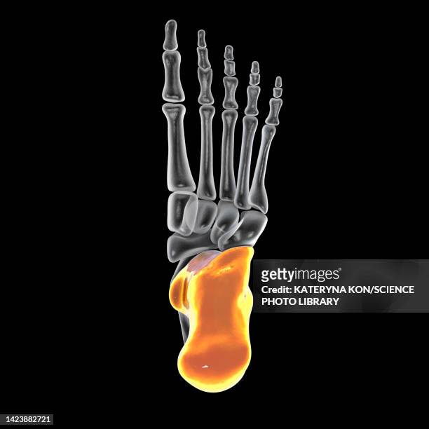 calcaneus bone, illustration - foot bones stock-grafiken, -clipart, -cartoons und -symbole