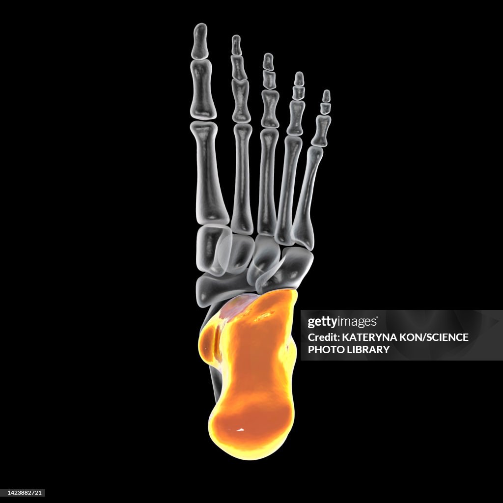 Calcaneus Bone Calcaneus Bone Illustration High-Res Vector Graphic - Getty Images