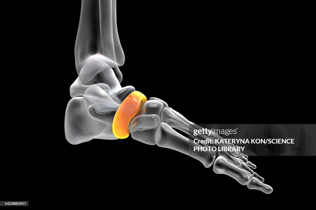 Normal Navicular Navicular Bone Illustration High-Res Vector Graphic - Getty Images