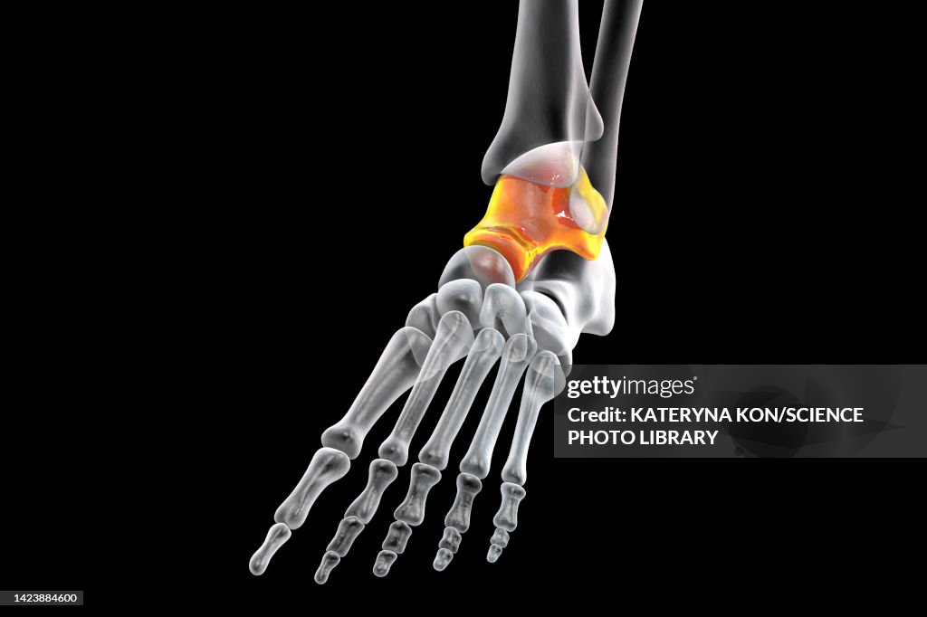 Talus Maker Talus Bone Illustration High-Res Vector Graphic - Getty Images
