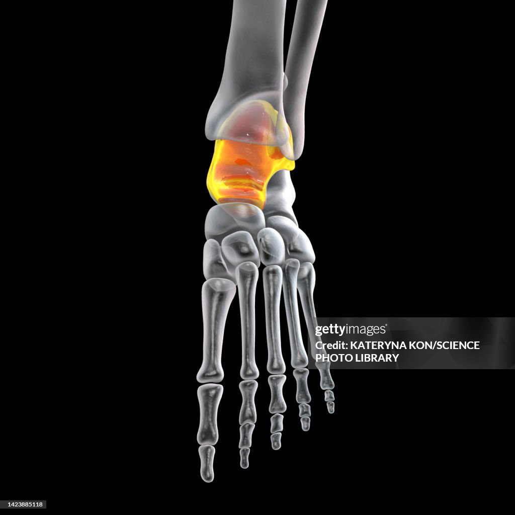 Talus Maker Talus Bone Illustration High-Res Vector Graphic - Getty Images