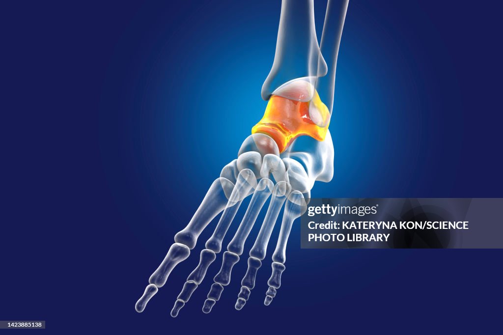 Talus Diffusion Talus Bone Illustration High-Res Vector Graphic - Getty Images