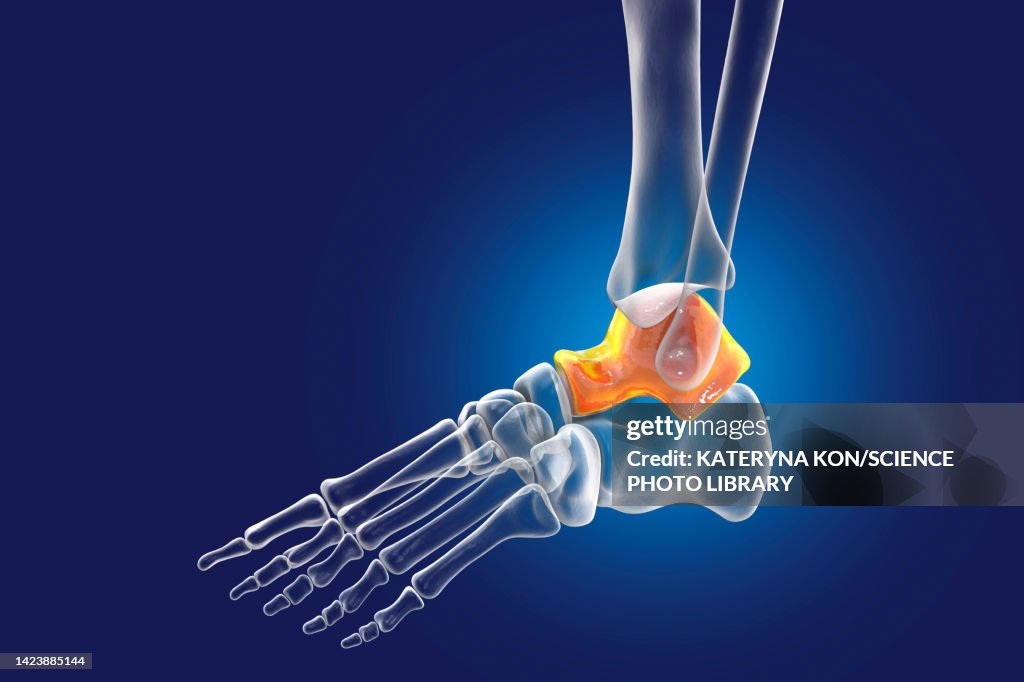 Talus Maker Talus Bone Illustration High-Res Vector Graphic - Getty Images