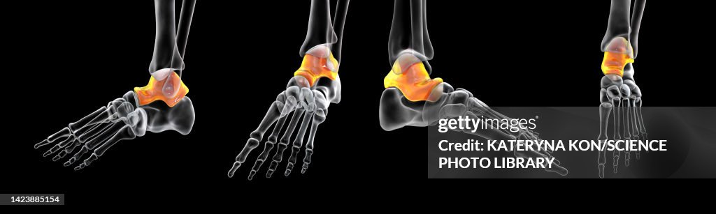 Talus Diffusion Talus Bone Illustration High-Res Vector Graphic - Getty Images