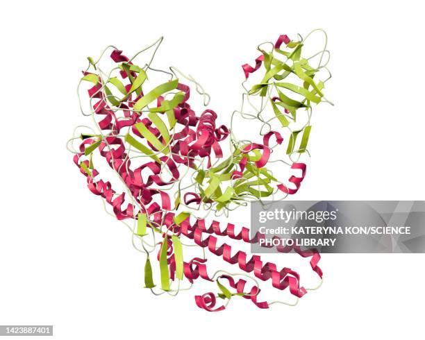 molecule of tetanus neurotoxin, illustration - clostridium tetani stock illustrations