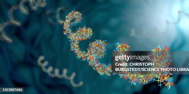 ribonucleic acid strands, illustration - rna stock illustrations