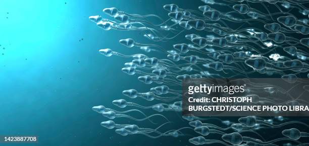 sperm cells, illustration - männliche figur stock-fotos und bilder