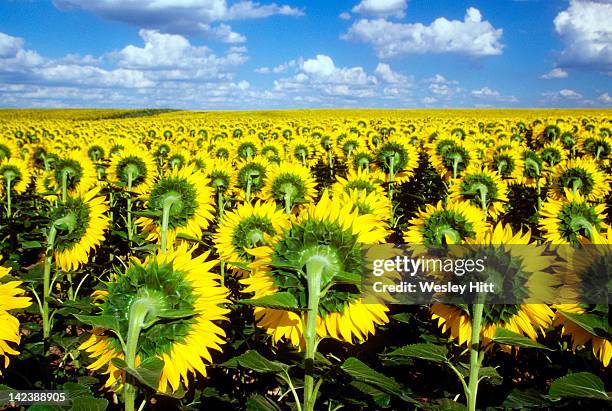 field of sunflowers - kansas sunflowers stock pictures, royalty-free photos & images