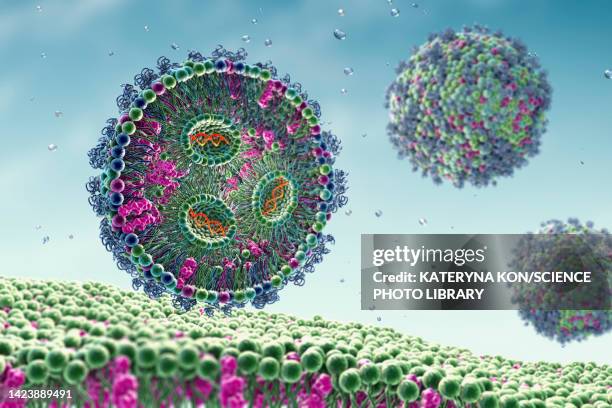 sirna lipid nanoparticle antiviral, illustration - lipid stock-grafiken, -clipart, -cartoons und -symbole