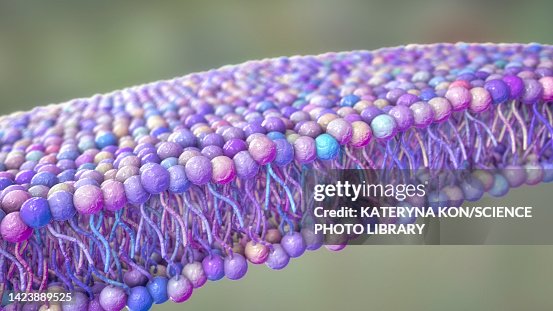 Cell membrane lipid bilayer, illustration Cell membrane lipid bilayer, illustration