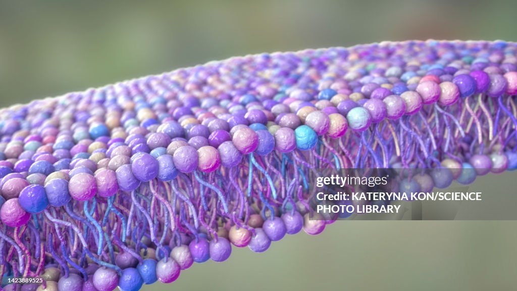 Cell membrane lipid bilayer, illustration