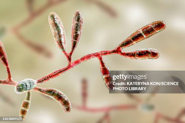 epidermophyton floccosum dermatophyte fungus , illustration - athlete's foot stock illustrations