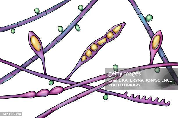 microsporum audouinii fungus, illustration - dermatophyt stock-grafiken, -clipart, -cartoons und -symbole