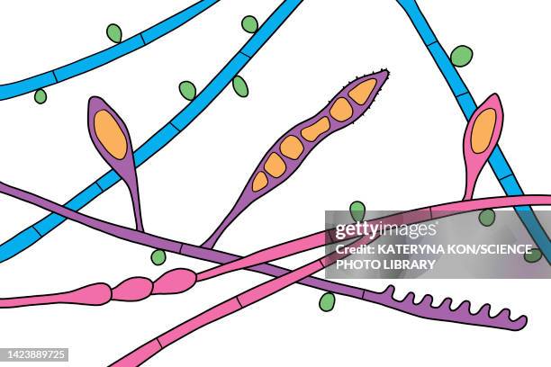ilustrações, clipart, desenhos animados e ícones de microsporum audouinii fungus, illustration - dermatophyte