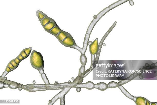 ilustrações, clipart, desenhos animados e ícones de microsporum audouinii fungus, illustration - dermatophyte